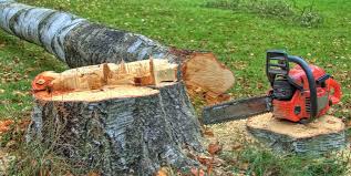 Best Fruit Tree Pruning  in La Plata, MO