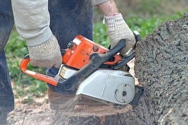 How Our Tree Care Process Works  in  La Plata, MO