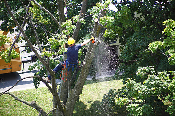 Best Lawn Renovation and Restoration  in La Plata, MO